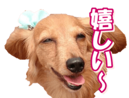 doggiesfan3 sticker #14430215