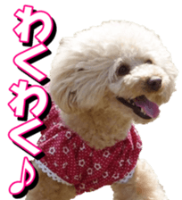 doggiesfan3 sticker #14430218
