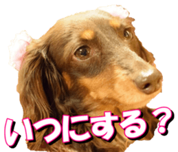 doggiesfan3 sticker #14430219