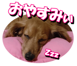 doggiesfan3 sticker #14430221