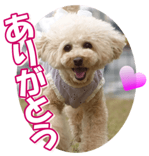 doggiesfan3 sticker #14430222