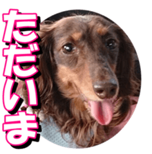 doggiesfan3 sticker #14430223