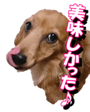 doggiesfan3 sticker #14430225