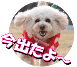 doggiesfan3 sticker #14430226