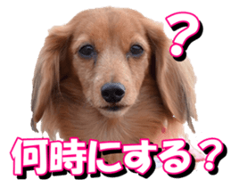 doggiesfan3 sticker #14430227