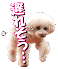 doggiesfan3 sticker #14430228