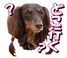 doggiesfan3 sticker #14430229