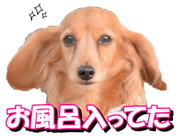 doggiesfan3 sticker #14430231