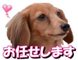doggiesfan3 sticker #14430235