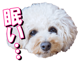 doggiesfan3 sticker #14430236