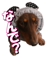 doggiesfan3 sticker #14430237