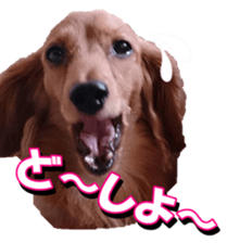 doggiesfan3 sticker #14430239