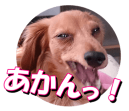 doggiesfan3 sticker #14430241