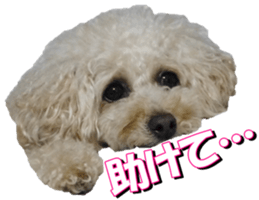 doggiesfan3 sticker #14430242