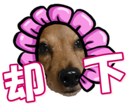 doggiesfan3 sticker #14430243