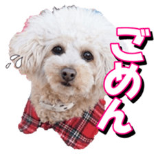 doggiesfan3 sticker #14430244