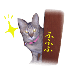 Mimi of real cat sticker #14430686