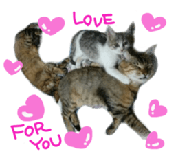 Mimi of real cat sticker #14430687