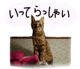 Mimi of real cat sticker #14430688