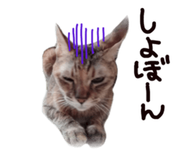 Mimi of real cat sticker #14430689