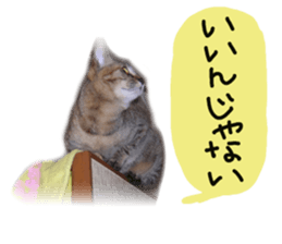 Mimi of real cat sticker #14430690