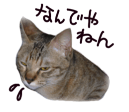 Mimi of real cat sticker #14430691