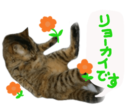 Mimi of real cat sticker #14430693