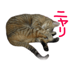 Mimi of real cat sticker #14430694