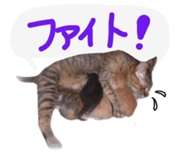 Mimi of real cat sticker #14430695