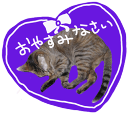 Mimi of real cat sticker #14430696