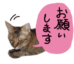 Mimi of real cat sticker #14430697