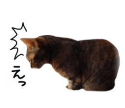 Mimi of real cat sticker #14430698