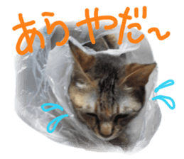 Mimi of real cat sticker #14430699