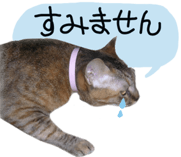 Mimi of real cat sticker #14430700