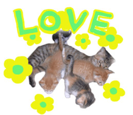 Mimi of real cat sticker #14430701