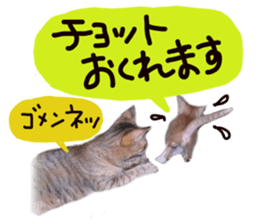 Mimi of real cat sticker #14430702