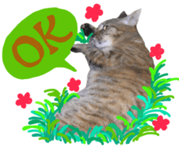 Mimi of real cat sticker #14430703