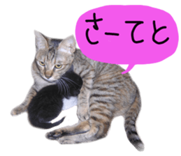 Mimi of real cat sticker #14430704