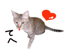 Mimi of real cat sticker #14430705