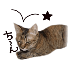 Mimi of real cat sticker #14430706