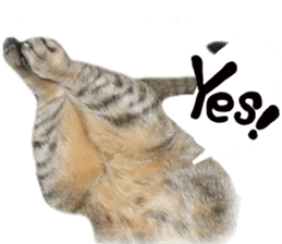 Mimi of real cat sticker #14430707