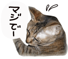 Mimi of real cat sticker #14430708