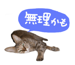 Mimi of real cat sticker #14430709