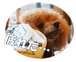 fanchocorin2 sticker #14432495