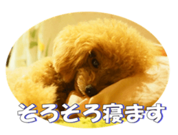 fanchocorin2 sticker #14432496