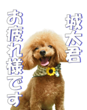 fanchocorin2 sticker #14432497