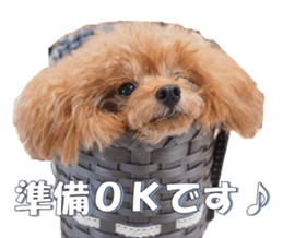 fanchocorin2 sticker #14432499