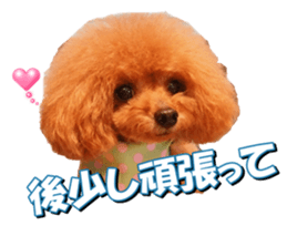 fanchocorin2 sticker #14432500