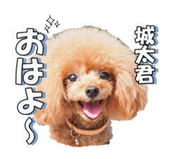 fanchocorin2 sticker #14432501