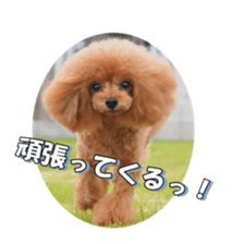 fanchocorin2 sticker #14432502